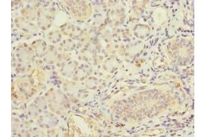 Immunohistochemistry of paraffin-embedded human pancreatic tissue using ABIN7152386 at dilution of 1:100 (FCHSD2 antibody  (AA 1-290))