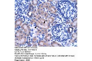 Human kidney (ZNF134 antibody  (Middle Region))