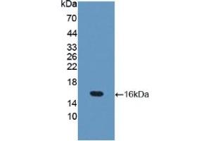 Western blot analysis of recombinant Mouse OCLN. (Occludin antibody  (AA 17-107))