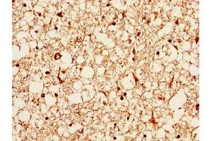 IHC image of ABIN7144427 diluted at 1:1000 and staining in paraffin-embedded human brain tissue performed on a Leica BondTM system. (APOE antibody  (AA 21-110))
