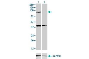 Western blot analysis of PCDHGA2 over-expressed 293 cell line, cotransfected with PCDHGA2 Validated Chimera RNAi (Lane 2) or non-transfected control (Lane 1). (PCDHGA2 antibody  (AA 223-331))
