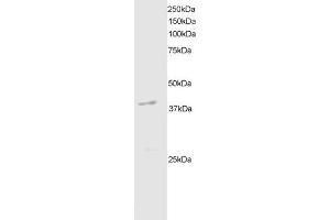 ABIN184667 staining (2µg/ml) of mouse brain extracts (RIPA buffer, 35µg total protein per lane). (DAPK2 antibody  (C-Term))