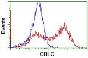 Image no. 2 for anti-Cbl proto-oncogene C (CBLC) (AA 244-474) antibody (ABIN1491263) (CBLC antibody  (AA 244-474))