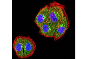 Immunofluorescence analysis of Hela cells using TIM3 mouse mAb (green). (TIM3 antibody  (AA 22-202))