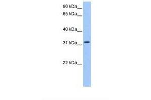 Image no. 1 for anti-Zinc Finger, C2HC-Type Containing 1C (ZC2HC1C) (AA 93-142) antibody (ABIN6738905) (ZC2HC1C antibody  (AA 93-142))