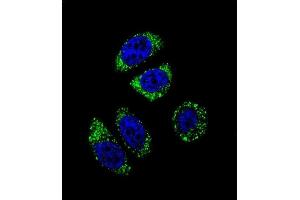 Confocal immunofluorescent analysis of EDN1 Antibody (C-term) (ABIN655912 and ABIN2845311) with A549 cell followed by Alexa Fluor 488-conjugated goat anti-rabbit lgG (green). (Endothelin 1 antibody  (C-Term))
