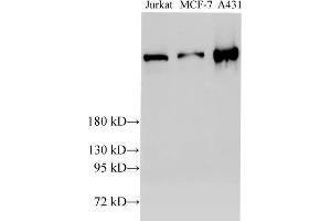 BRCA2 antibody