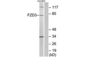 Western blot analysis of extracts from HuvEc cells, using FZD3 Antibody.