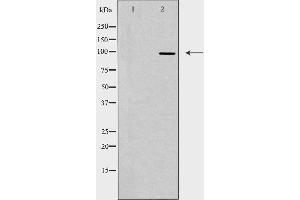 Western blot analysis of extracts from HepG2 cells using TOP3B antibody