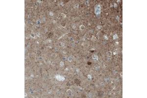 Immunohistochemical staining (Formalin-fixed paraffin-embedded sections) of human cerebral cortex with NECAB2 monoclonal antibody, clone CL0524  shows moderate immunoreactivity in the neuropil. (NECAB2 antibody)