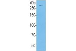 Rabbit Detection antibody from the kit in WB with Positive Control: Human Serum. (MUC5B CLIA Kit)