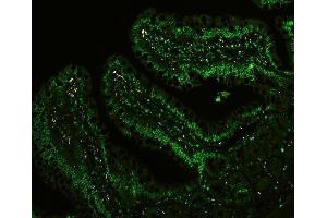 IF analysis of CTBP1 using anti-CTBP1 antibody (ABIN3043816) CTBP1 was detected in paraffin-embedded section of rat intestine tissues.