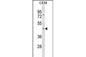 FOXP3 Antibody (C-term ) (ABIN1537275 and ABIN2850158) western blot analysis in CEM cell line lysates (35 μg/lane). (FOXP3 antibody  (C-Term))