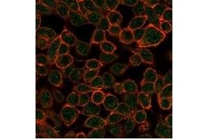 Immunofluorescence analysis of PFA-fixed HeLa cells. (TDRKH antibody)