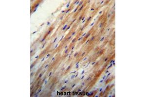 Immunohistochemistry (IHC) image for anti-Apolipoprotein O (APOO) antibody (ABIN2997276) (APOO antibody)
