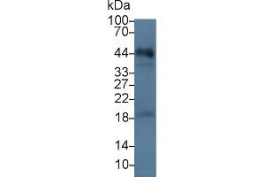 Detection of EPCAM in Gallus Stomach lysate using Polyclonal Antibody to Epithelial Cell Adhesion Molecule (EPCAM) (EpCAM antibody  (AA 21-260))