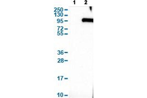 SYT16 Antikörper  (AA 444-592)