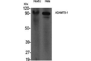 Western Blot (WB) analysis of specific cells using ADAMTS-1 Polyclonal Antibody. (ADAMTS1 antibody  (Internal Region))