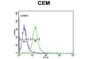 ZN160 Antibody (N-term) flow cytometric analysis of CEM cells (right histogram) compared to a negative control cell (left histogram).