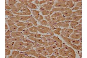 IHC image of ABIN7166480 diluted at 1:100 and staining in paraffin-embedded human heart tissue performed on a Leica BondTM system. (MCF2 antibody  (AA 705-925))