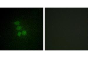 Peptide - +Western blot analysis of extracts from HeLa cells, using hnRNP G antibody.