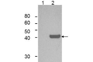 Western Blot of Mouse Anti-IDO1 Antibody. (IDO1 antibody)
