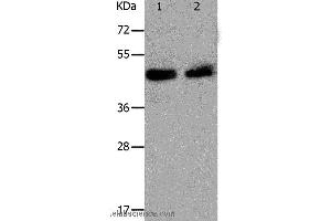 Western blot analysis of Hela and A549 cell, using PAWR Polyclonal Antibody at dilution of 1:1200