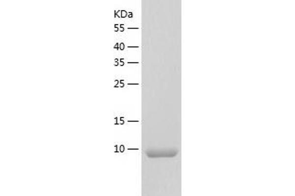 CLPS Protein (AA 18-112) (His tag)