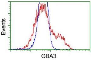 HEK293T cells transfected with either RC211035 overexpress plasmid (Red) or empty vector control plasmid (Blue) were immunostained by anti-GBA3 antibody (ABIN2454315), and then analyzed by flow cytometry. (GBA3 antibody  (AA 1-150, AA 370-469))