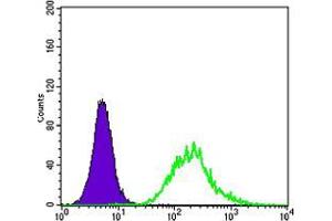 Flow cytometric analysis of K562 cells using MATK mouse mAb (green) and negative control (purple). (MATK antibody)