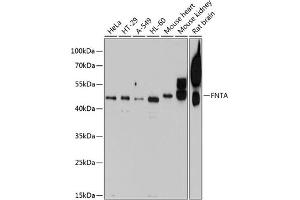 Western blot analysis of extracts of various cell lines, using FNTA antibody (ABIN6132265, ABIN6140735, ABIN6140736 and ABIN6224798) at 1:1000 dilution. (FNTA antibody  (AA 280-379))