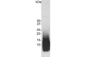 Blot of amyloid beta peptide blotted with ABIN1580412. (beta Amyloid antibody)