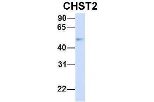 Host:  Rabbit  Target Name:  CHST2  Sample Type:  Human Fetal Brain  Antibody Dilution:  1. (CHST2 antibody  (Middle Region))