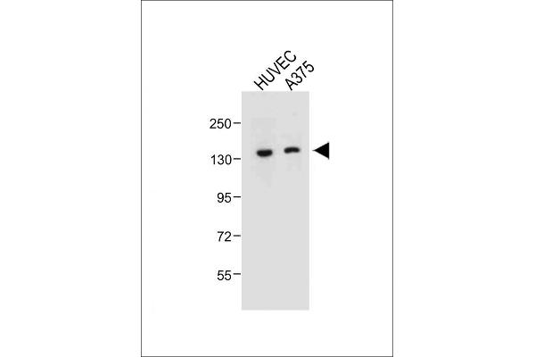 TECPR1 Antikörper  (C-Term)