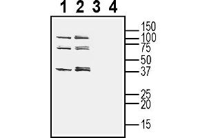 Western blot analysis of human  monocytic leukemia cell line lysate (lanes 1 and 3) and human  MG glioblastoma cell line lysate (2 and 4):3-4. (TMEM150C antibody  (Extracellular))