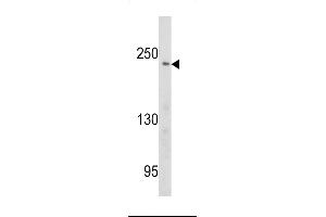 Western blot analysis of PCM-1 antibody in Ramos cell line lysates (35ug/lane) (PCM1 antibody  (AA 632-661))