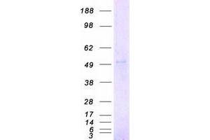 Validation with Western Blot (CHRNA2 Protein (Myc-DYKDDDDK Tag))