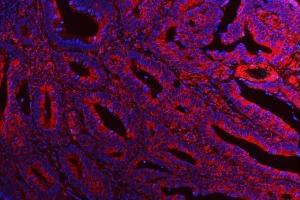 IF analysis of ATG14L using anti-ATG14L antibody (ABIN3043721).