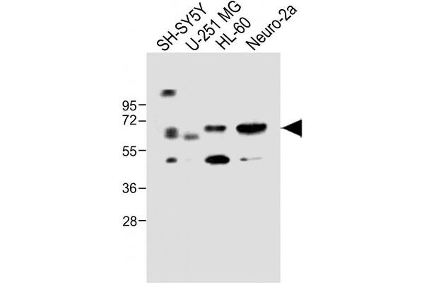 CERK antibody  (C-Term)