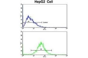 Flow cytometric analysis of HepG2 cells using GCAT Antibody (Center)(bottom histogram) compared to a negative control cell (top histogram).