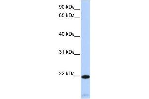 Western Blotting (WB) image for anti-Regulator of G-Protein Signaling 5 (RGS5) antibody (ABIN2460104) (RGS5 antibody)