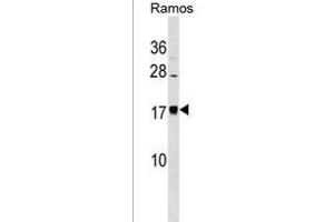 BLACE Antibody (N-term) (ABIN1539059 and ABIN2838162) western blot analysis in Ramos cell line lysates (35 μg/lane). (BLACE antibody  (N-Term))