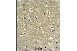 WDR82 Antibody (N-term) (ABIN651007 and ABIN2840036) IHC analysis in formalin fixed and paraffin embedded human brain tissue followed by peroxidase conjugation of the secondary antibody and DAB staining. (WDR82 antibody  (N-Term))