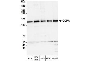 Western Blotting (WB) image for anti-Coatomer Protein Complex, Subunit alpha (COPA) (AA 1174-1224) antibody (ABIN7453067) (COPA antibody  (AA 1174-1224))