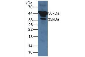 Figure. (SERPINA1 antibody  (AA 25-418))