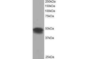 Western Blotting (WB) image for anti-Flotillin 1 (FLOT1) (C-Term) antibody (ABIN2465210) (Flotillin 1 antibody  (C-Term))
