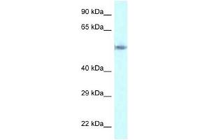 Western Blot showing GORASP2 antibody used at a concentration of 1 ug/ml against HepG2 Cell Lysate