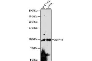 Western blot analysis of extracts of various cell lines, using INPP4B antibody (ABIN7267881) at 1:1000 dilution. (INPP4B antibody  (AA 380-600))