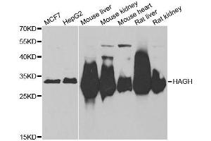 Western blot analysis of extracts of various cell lines, using HAGH antibody. (HAGH antibody  (AA 1-260))