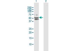 Western Blot analysis of TUFM expression in transfected 293T cell line by TUFM MaxPab polyclonal antibody.